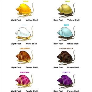 MYSTERY SNAIL GUIDE 🐌